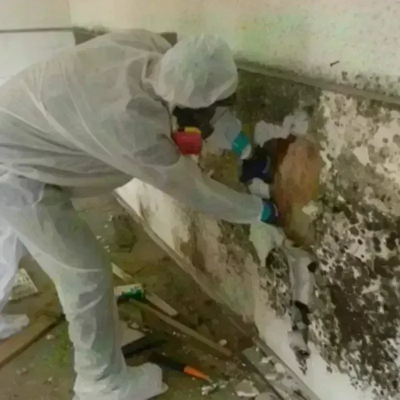 Mold Remediation and Removal in Concordia, KS